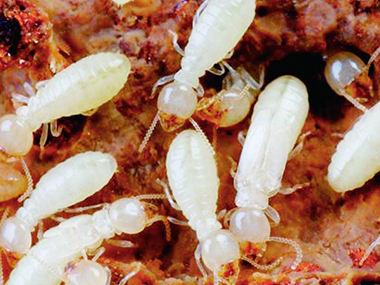 专业白蚁防治：灭治和预防做好后，还有必做复查维护吗？
