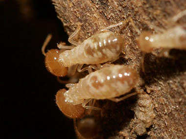 范湖防治白蚁公司有白蚁怎样办，如何灭白蚁