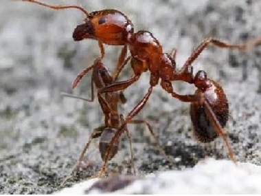 乐平消杀白蚁公司厨房灭治蚂蚁预防蚂蚁怎么做