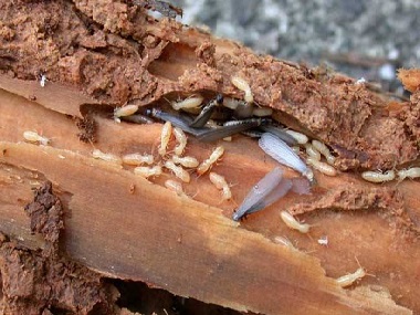 云东海白蚁防治所白蚁能吃钢筋水泥吗？