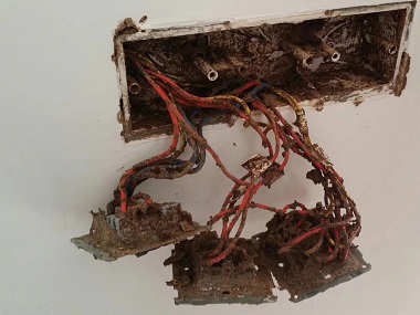 发现白蚁进了电箱,西南治白蚁公司怎么杀白蚁