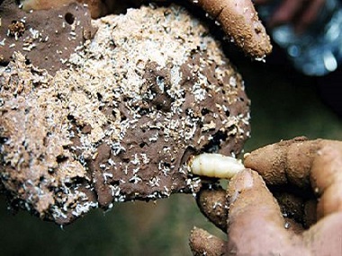 三水白蚁防治公司检查家里有没有蚁巢的小知识