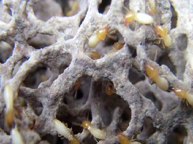 大塘白蚁预防公司防治白蚁主要有两个方面