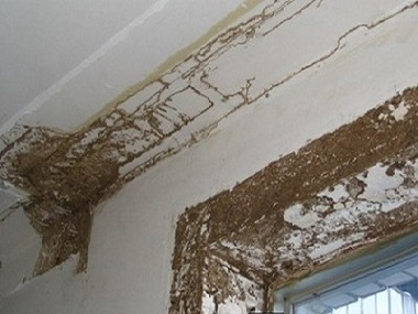 芦苞白蚁防治公司房屋装修白蚁预防有哪些重点部位