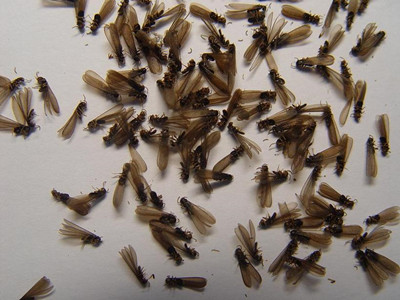 三水白蚁防治公司如何判断室内黑色飞蚂蚁是不是白蚁繁殖蚁