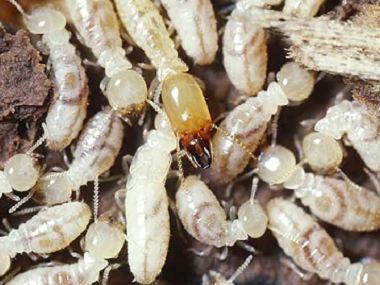 金本白蚁防治所为什么没白蚁还要做防白蚁处置