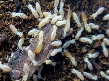 三水白蚁中心:白蚁分飞期到来,如何做好居家防范