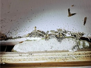 云东海白蚁备案公司天花板上有白蚁怎么办