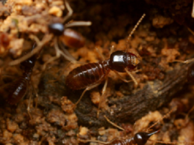 芦苞验收白蚁中心厨房灭蚂蚁的7个小方法