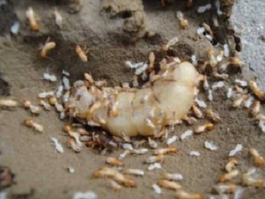 佛山专业治白蚁公司预防白蚁和管理白蚁的方法