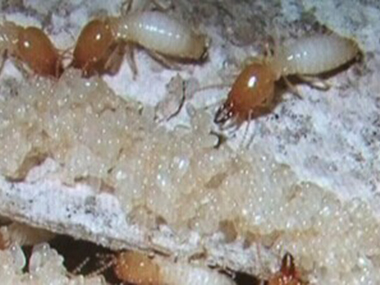 乐平白蚁防治中心发现白蚁应该怎样灭白蚁