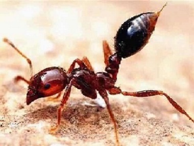 乐平蚁害防治中心——什么是红火蚁？红火蚁有什么危害