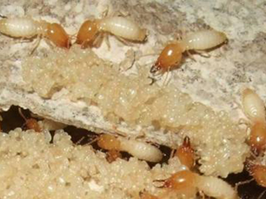 大塘专业白蚁防治公司家庭常见白蚁危害特征