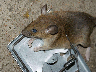 白坭杀虫灭鼠机构在家里如何布放粘鼠板灭鼠工具