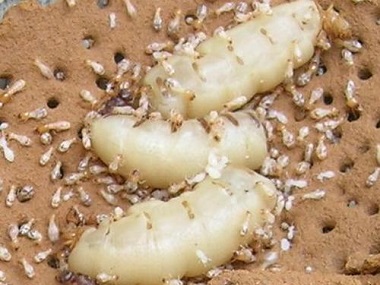 西南白蚁预防所：白蚁的蚁后为什么那么大