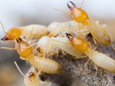 大塘验收白蚁公司白蚁防治知识问答，怎么消灭白蚁