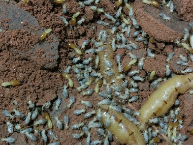 芦苞专业治白蚁所如何有效灭治白蚁危害