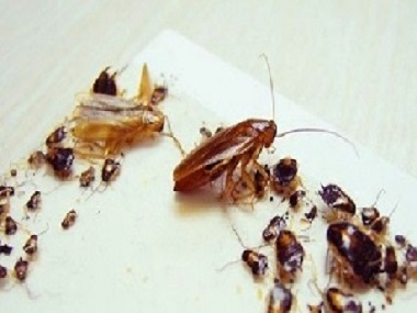 大塘虫害防控中心发现蟑螂喷杀虫剂为什么一点用没有