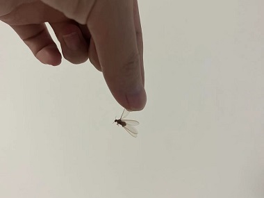 三水白蚁防治所:有效防治分飞期白蚁的方法