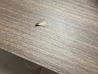 芦苞专业灭除白蚁所:带翅膀的蚂蚁是不是白蚁