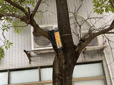 范湖白蚁防治站防治杉木白蚁危害的方法