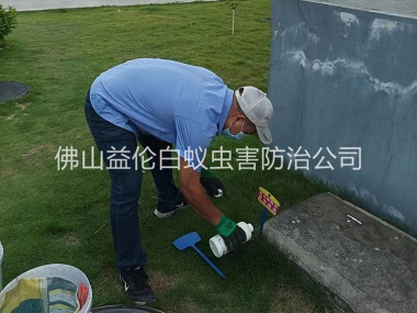 芦苞灭除红火蚁工程